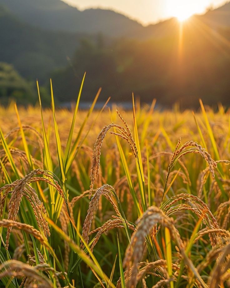 world's leading rice exporter